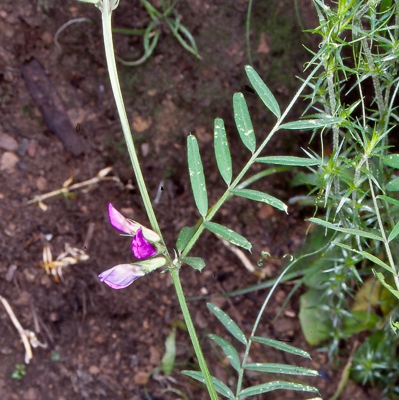 Vicia sativa subsp. nigra