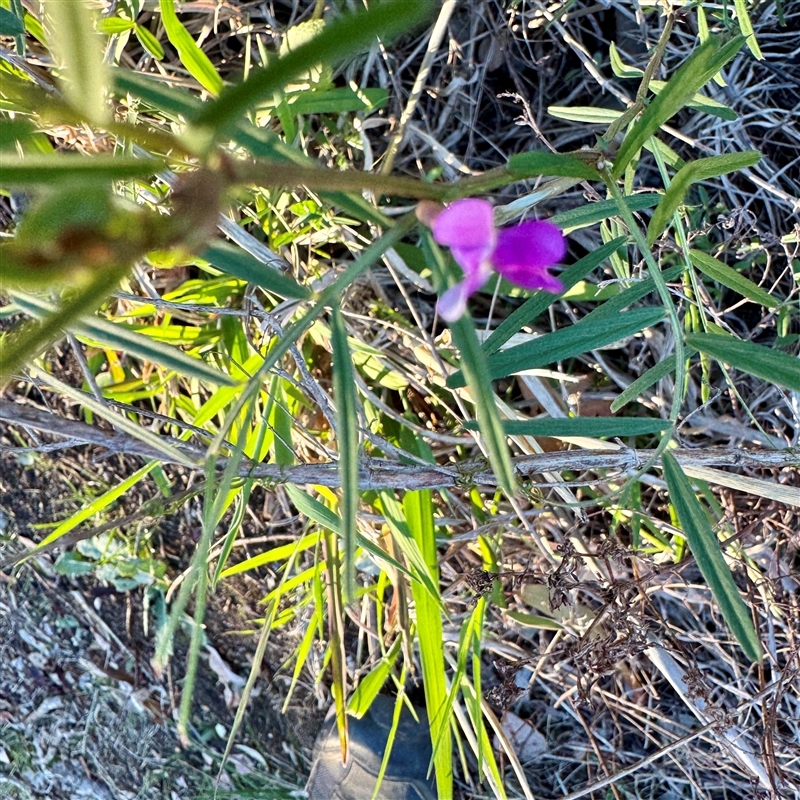 Vicia sativa subsp. nigra