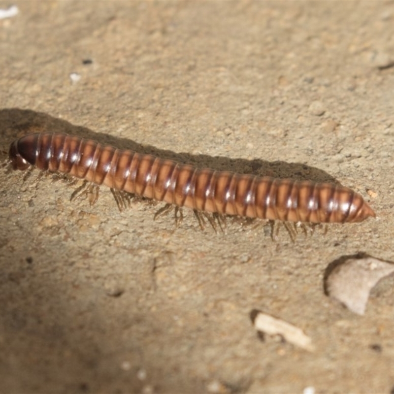 Australiosomatinae sp. (subfamily)