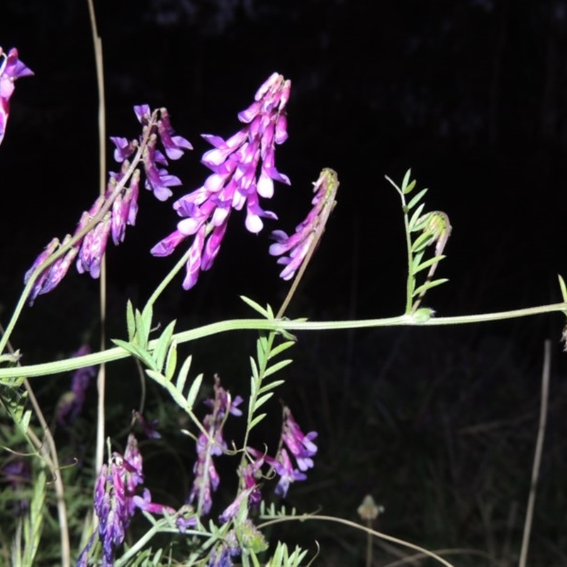 Vicia villosa