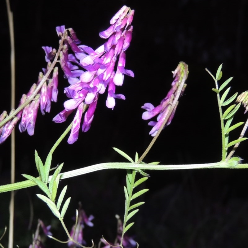 Vicia villosa