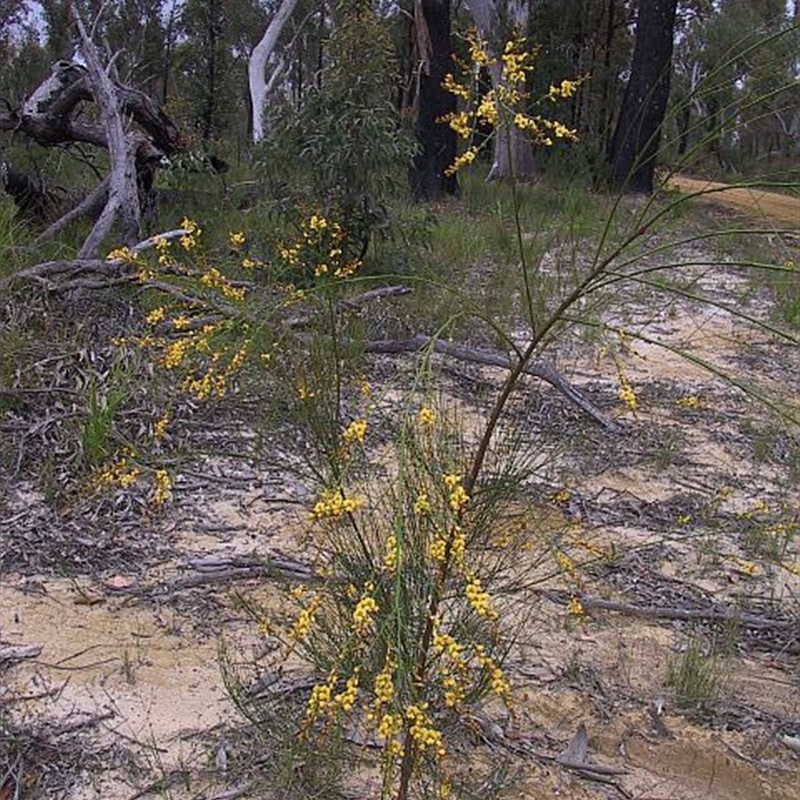 Viminaria juncea