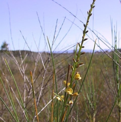 Viminaria juncea