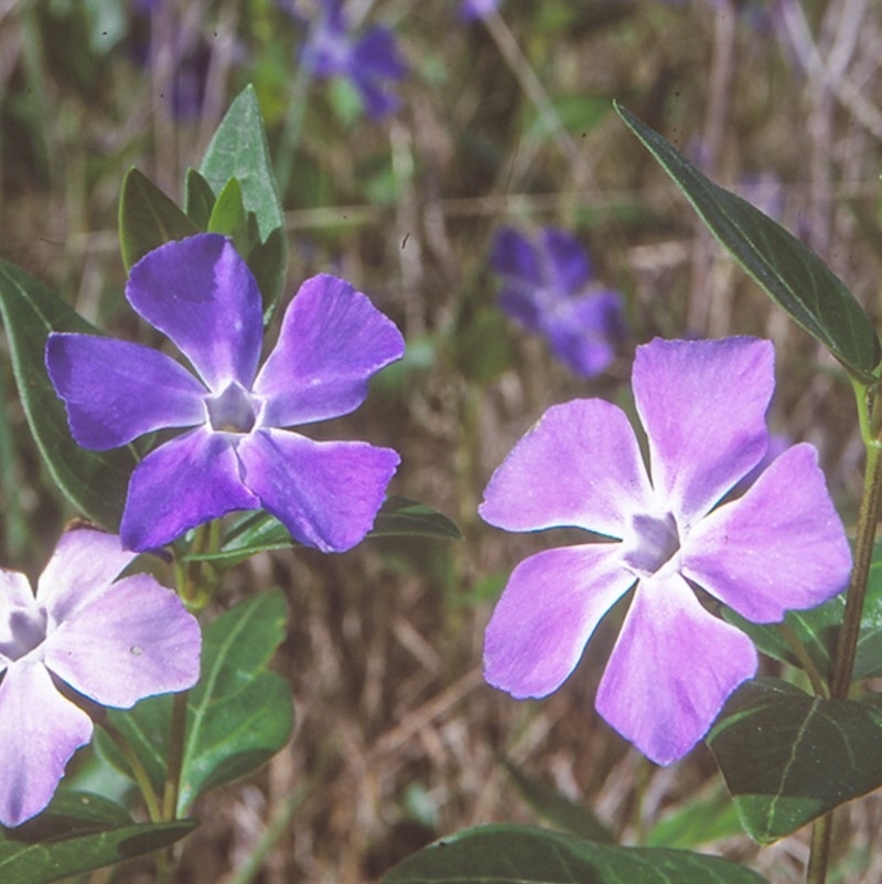 Vinca major