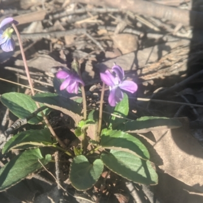 Viola betonicifolia subsp. betonicifolia