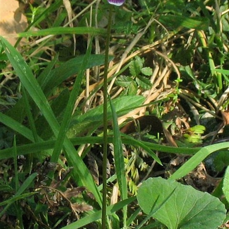 Viola eminens