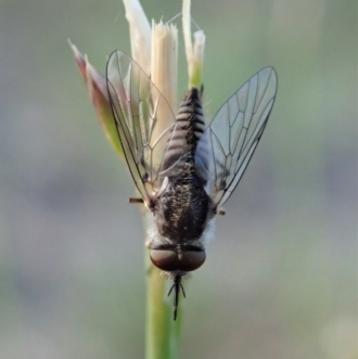 Australiphthiria (genus)
