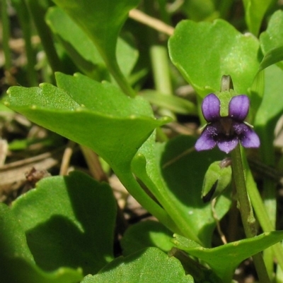 Viola fuscoviolacea