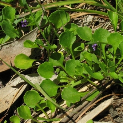 Viola fuscoviolacea