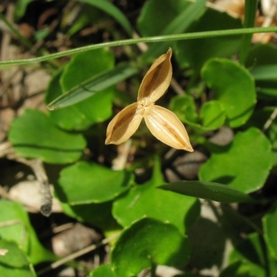 Viola fuscoviolacea
