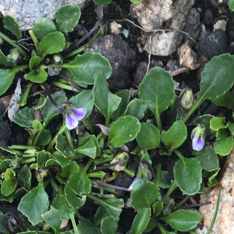 Viola improcera