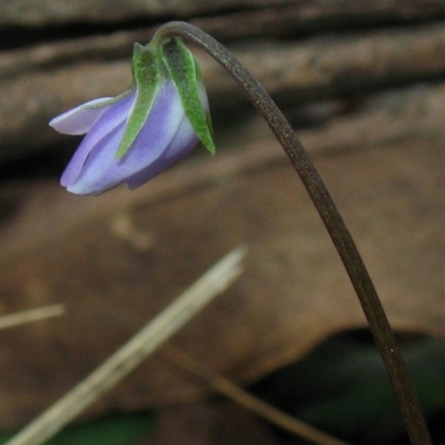 Viola silicestris