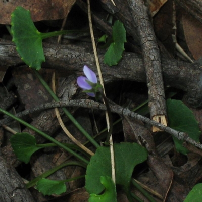Viola silicestris