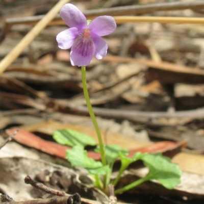Viola sp. (undescribed)