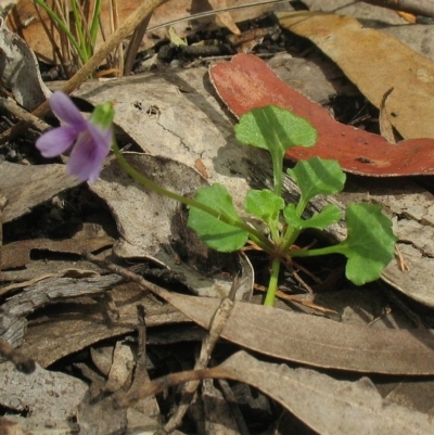 Viola sp. (undescribed)