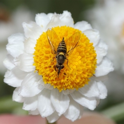 Australiphthiria hilaris