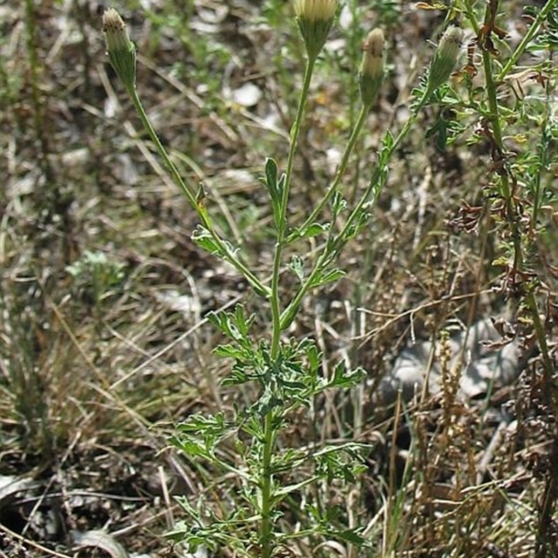 Vittadinia dissecta