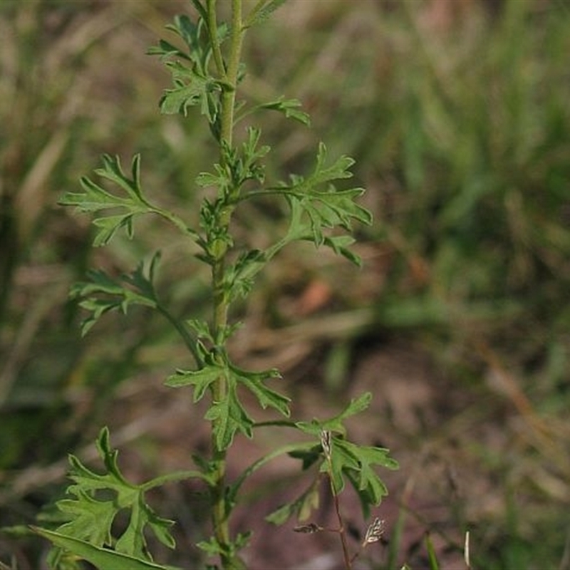 Vittadinia dissecta