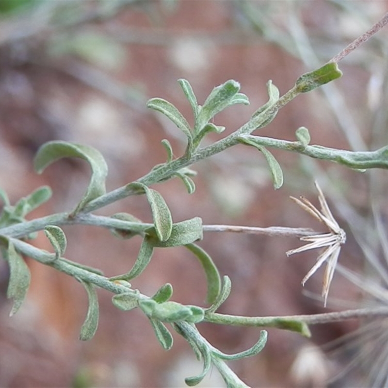 Vittadinia gracilis