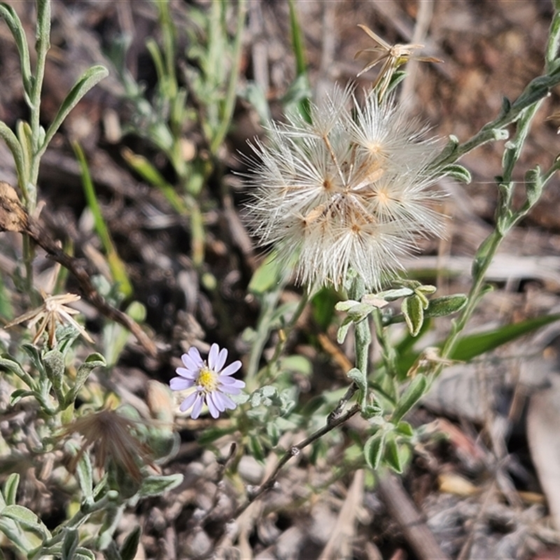 Vittadinia gracilis