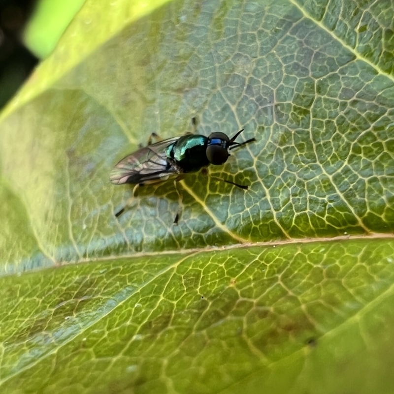 Australoactina sp. (genus)