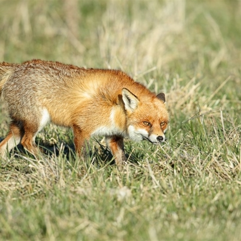 Vulpes vulpes