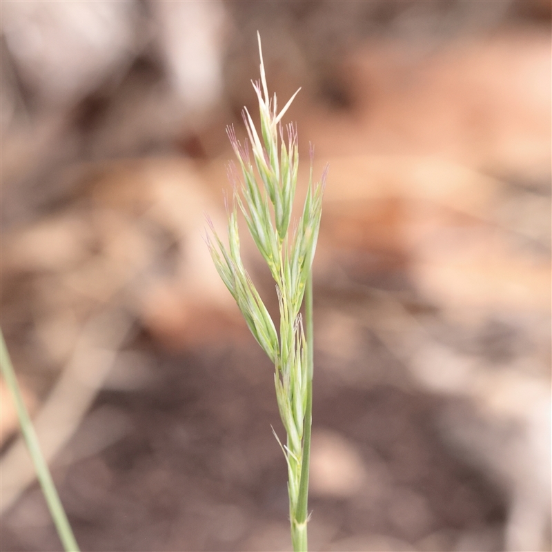 Vulpia sp.