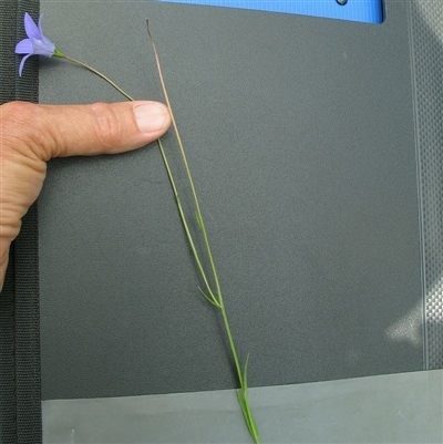 Wahlenbergia ceracea