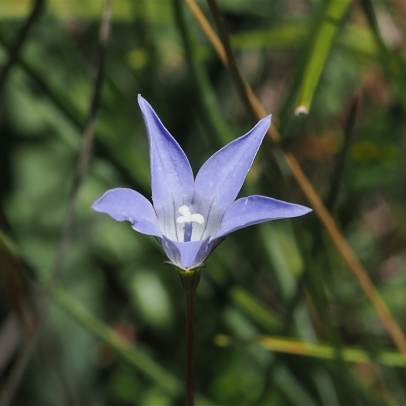 Wahlenbergia ceracea