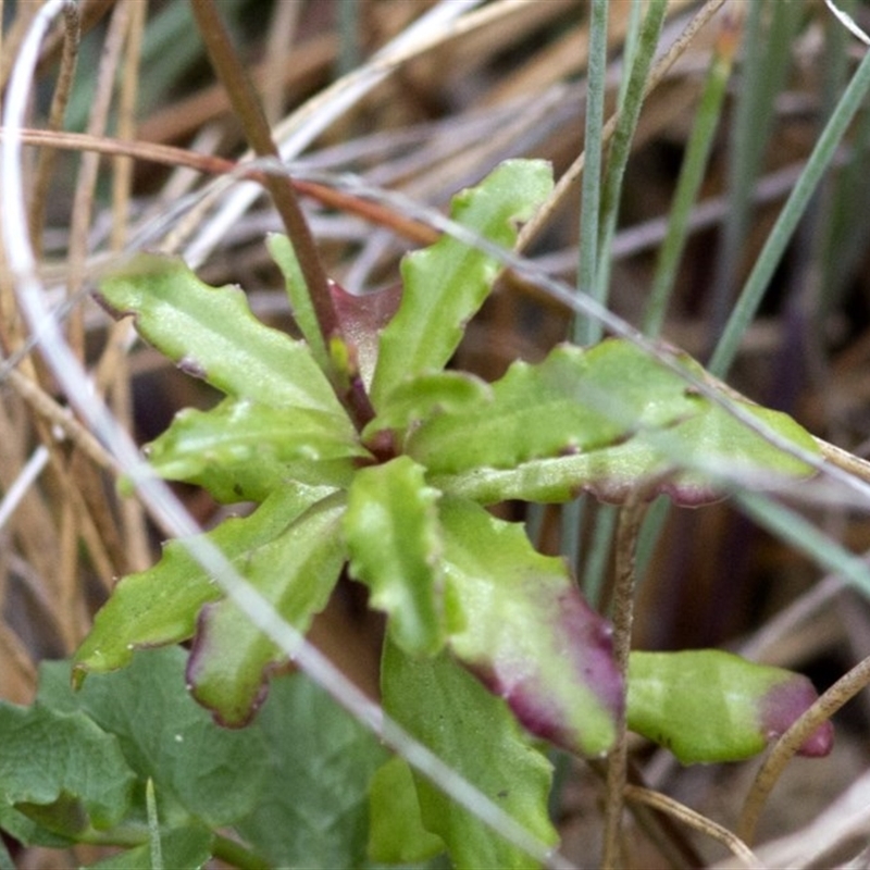 Wahlenbergia gloriosa