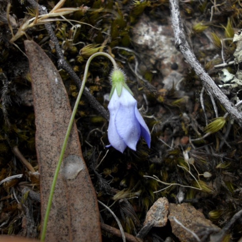 Wahlenbergia gracilenta