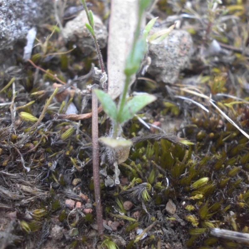 Wahlenbergia gracilenta