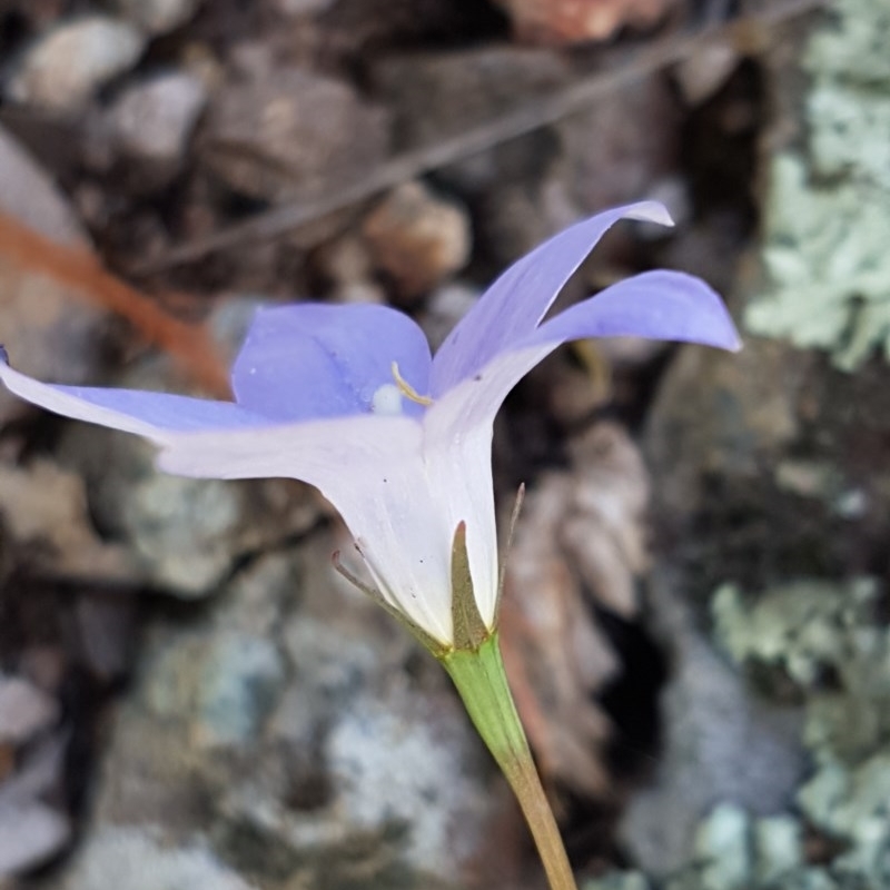 Wahlenbergia gracilis