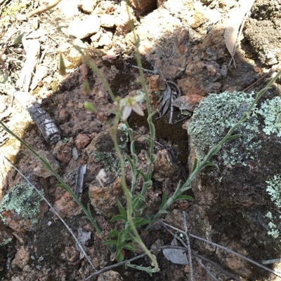 Wahlenbergia graniticola