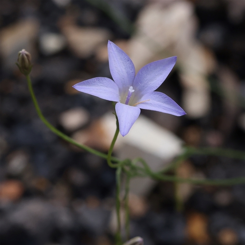 Wahlenbergia graniticola