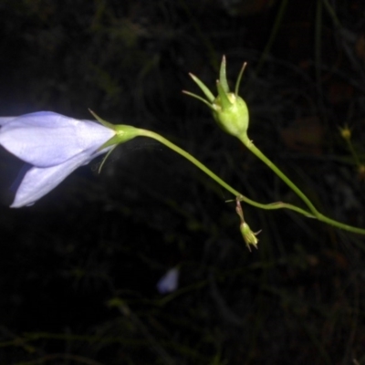 Wahlenbergia planiflora