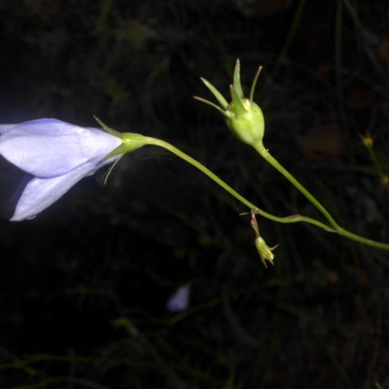 Wahlenbergia planiflora