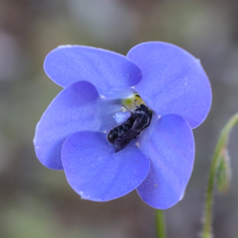 Wahlenbergia planiflora
