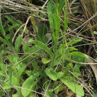 Wahlenbergia planiflora subsp. planiflora