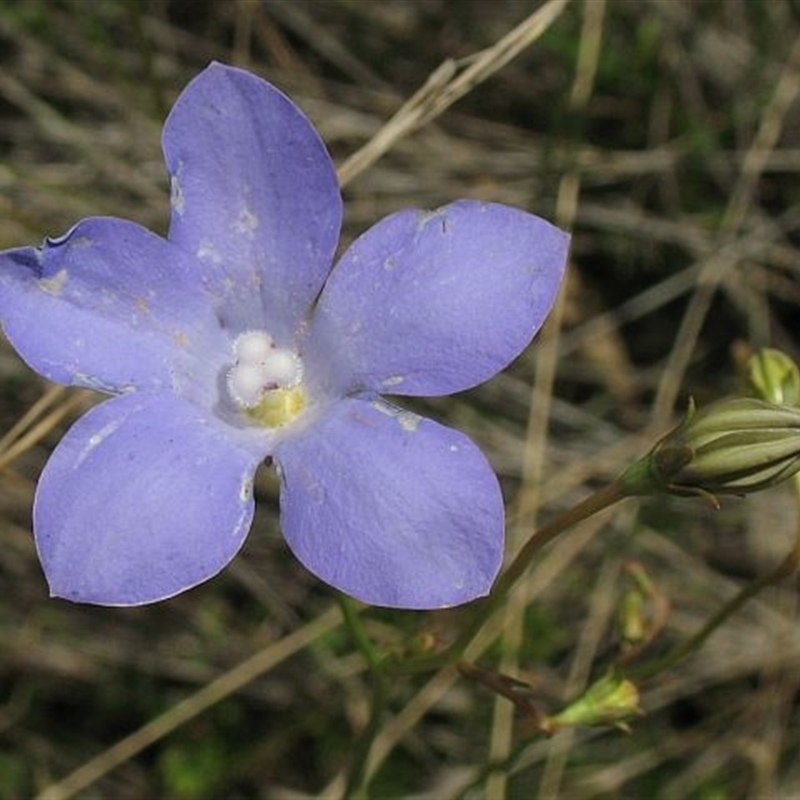 Wahlenbergia planiflora subsp. planiflora