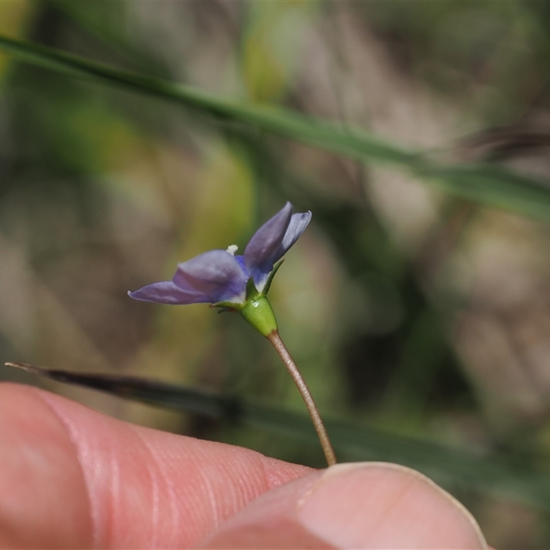 Wahlenbergia planiflora subsp. planiflora