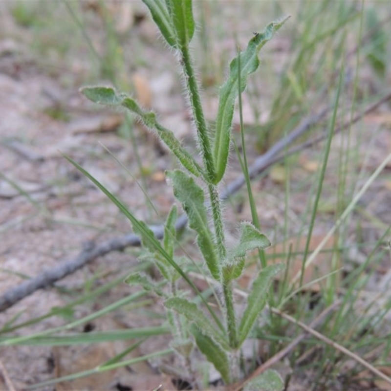 Wahlenbergia stricta subsp. stricta