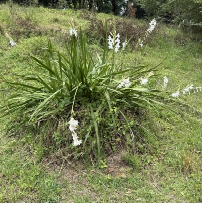 Watsonia borbonica