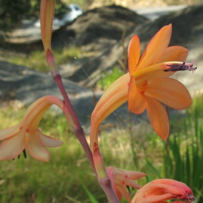 Watsonia meriana var. bulbillifera