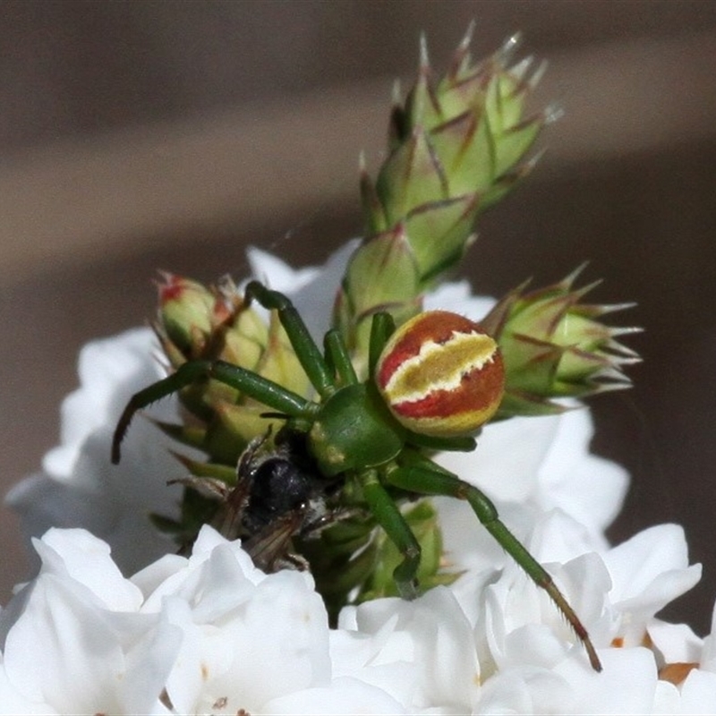 Australomisidia rosea