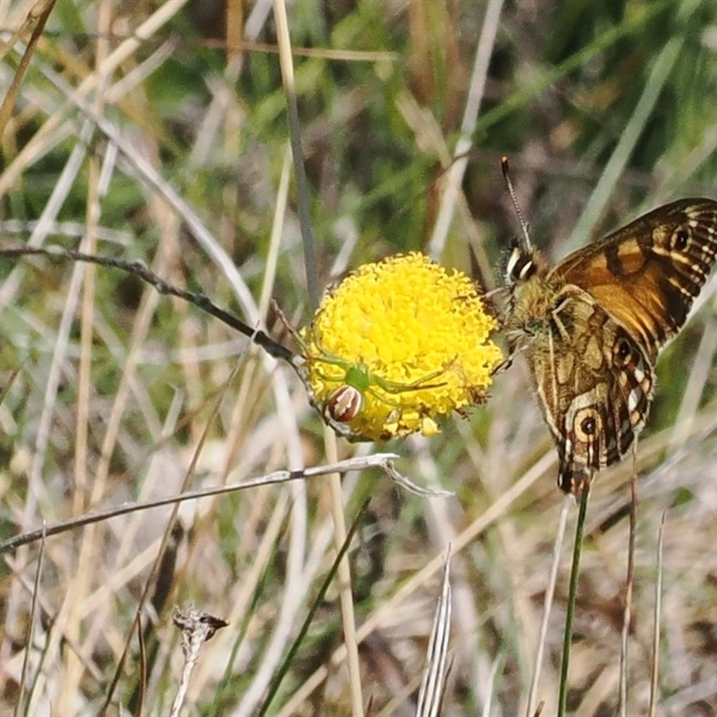 Australomisidia rosea