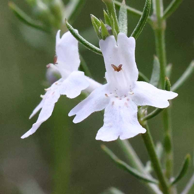 Westringia eremicola