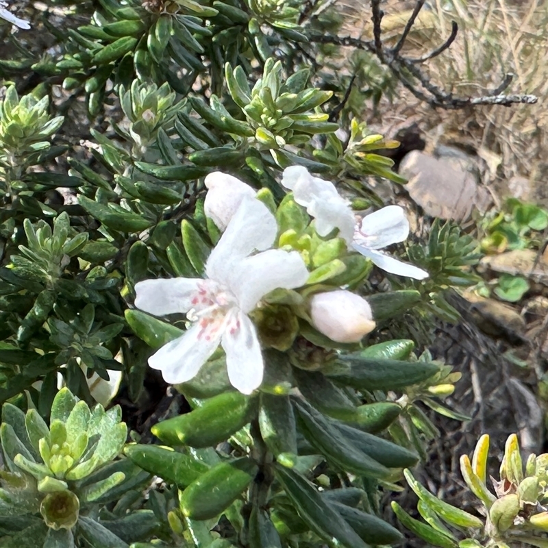 Westringia fruticosa