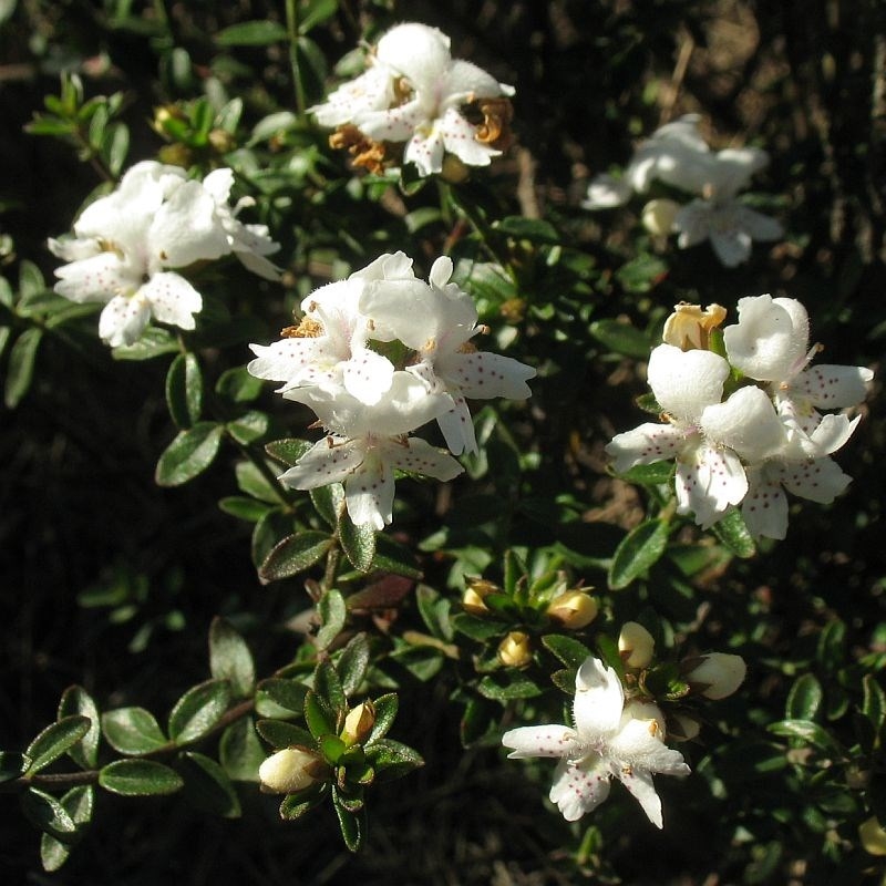 Westringia kydrensis