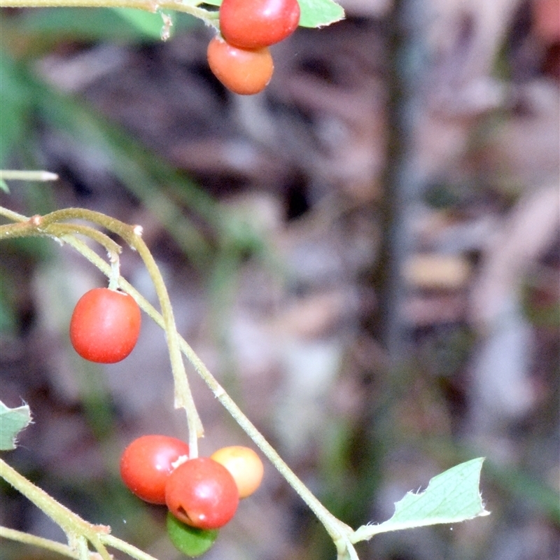 Wikstroemia indica